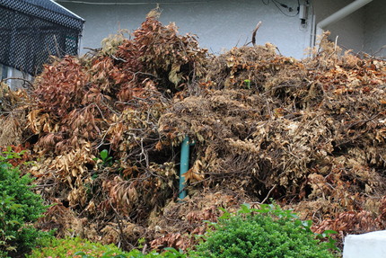 枯れ枝の山って感じですね・・・...