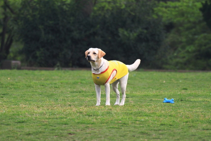 犬種はなんだろう・・・。 猟犬...