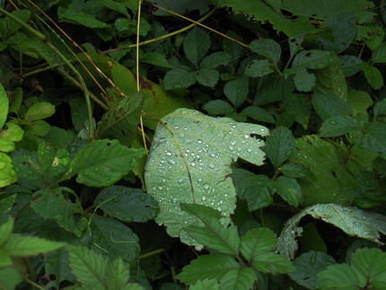 雨のしずくもなんだか寒い感じで...