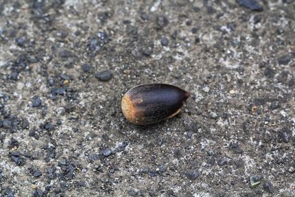 真っ黒に変色してます。...