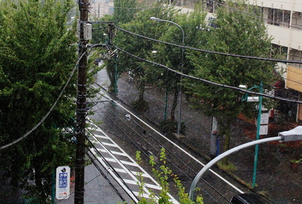 かなりの勢いで降ってます。...