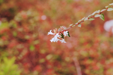 バックは少し紅葉してますね・・...