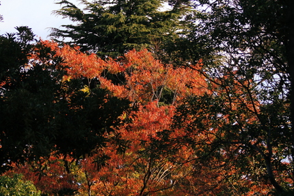 なんだか燃えてるような紅葉でし...
