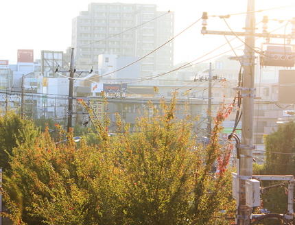 街路樹が少し赤くなり始めてます...
