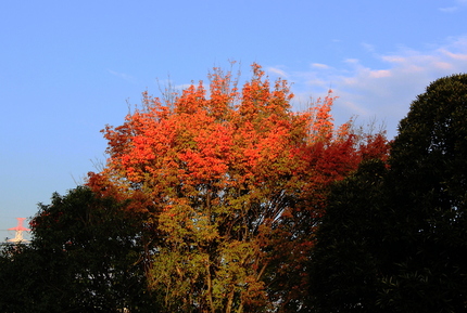 これから全体が紅葉するのかな・...
