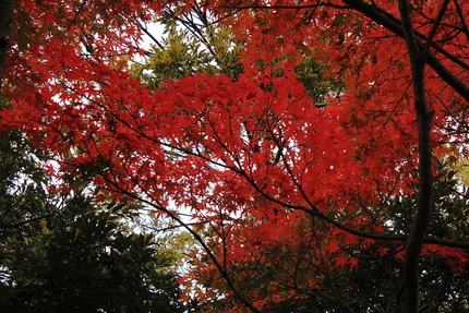 もみじの紅葉は鮮やかですね。...