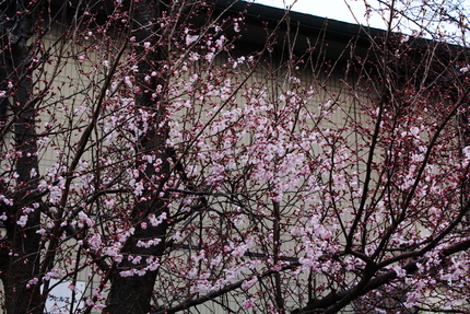 早咲きの桜ですね。 種類は分か...