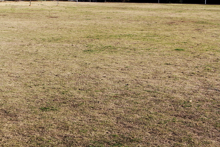 緑の新芽が出てきてますよね。 ...