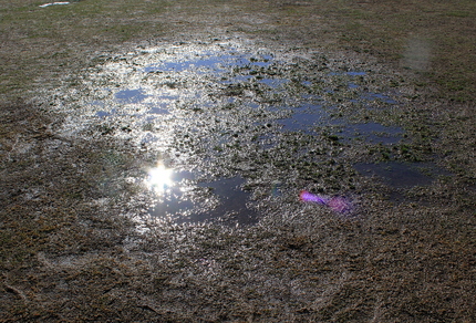 昨日の雨の名残ですね。 反射す...