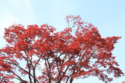 秋の紅葉に負けず劣らずですね。...