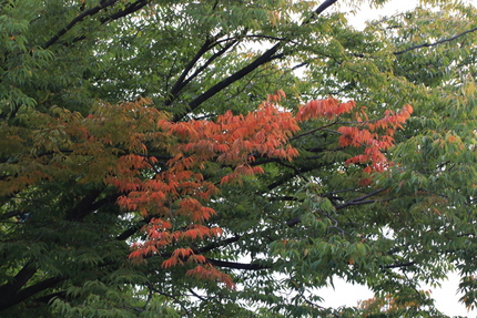 全体が紅葉すると綺麗なんですよ...