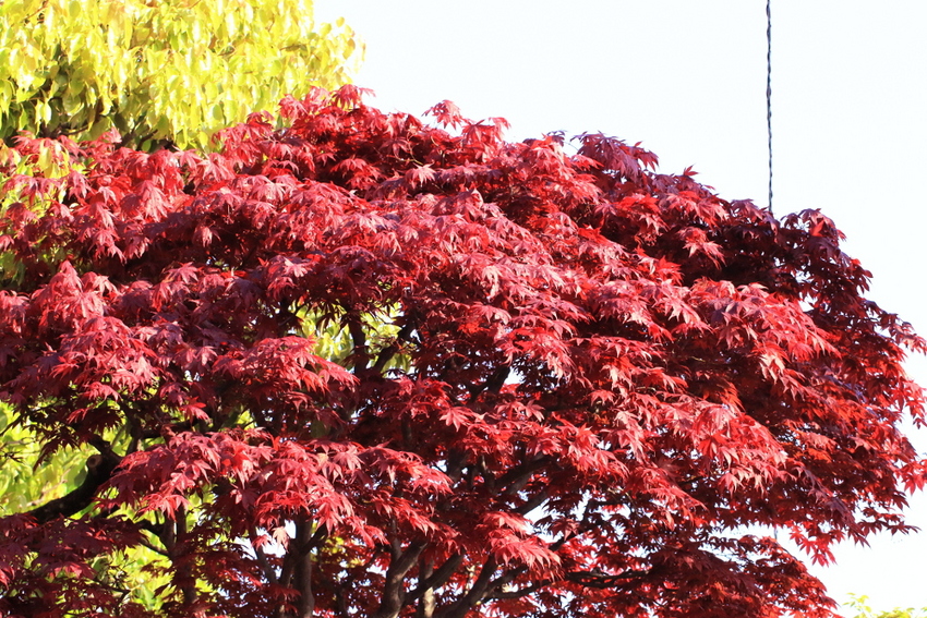 秋の紅葉に負けず劣らずですね。...