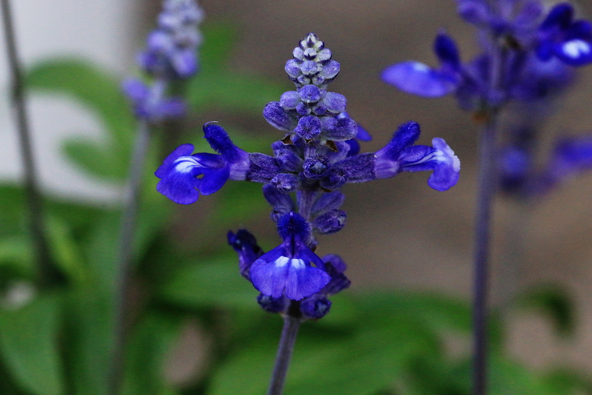 拡大してみると花も面白いですね...