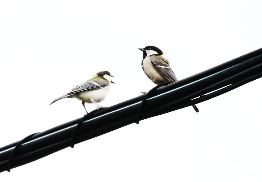 ヒナが大声で鳴いてると親鳥が飛...