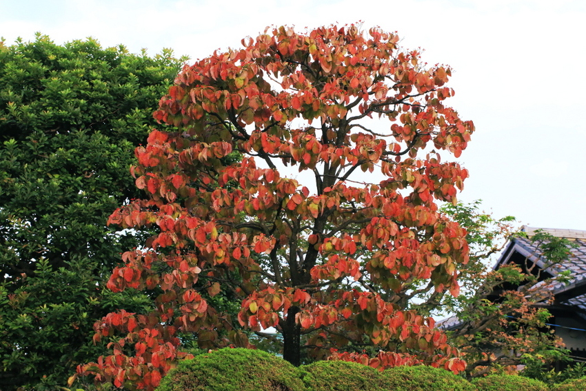 だいぶ紅葉してきました。 回り...