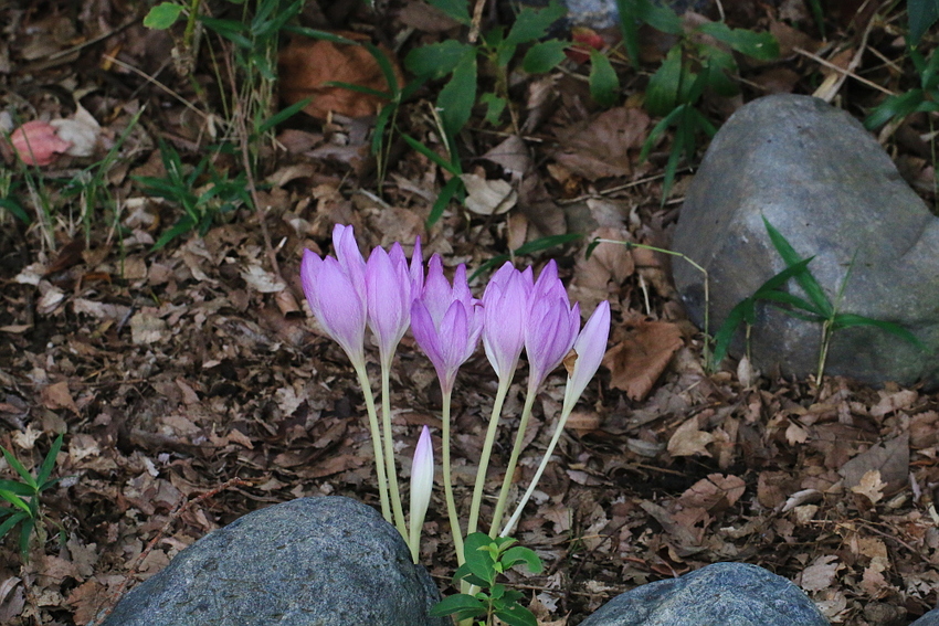 色合いは奇麗なのですが危険な花...
