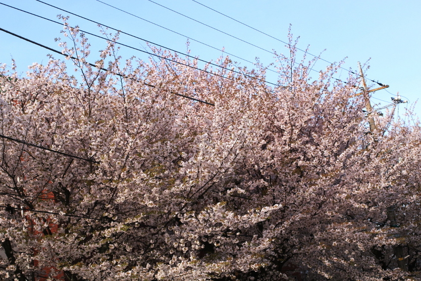 街中の桜ですが、 満開になると...