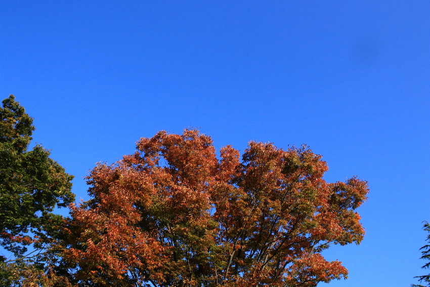 この青さが秋の晴れですね。...