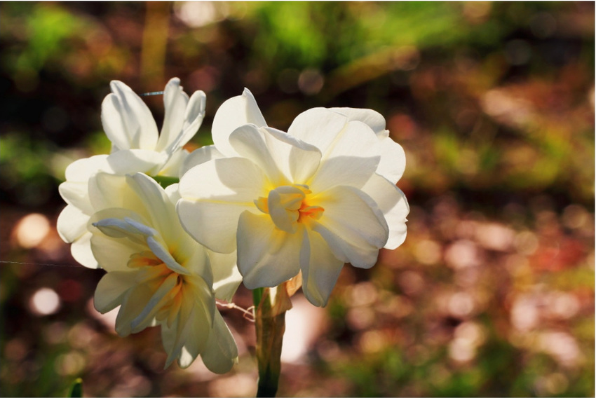 白い花びらが透明感のある花です...