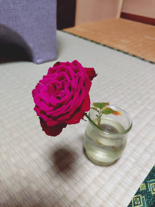 薔薇の花まだ咲いています。