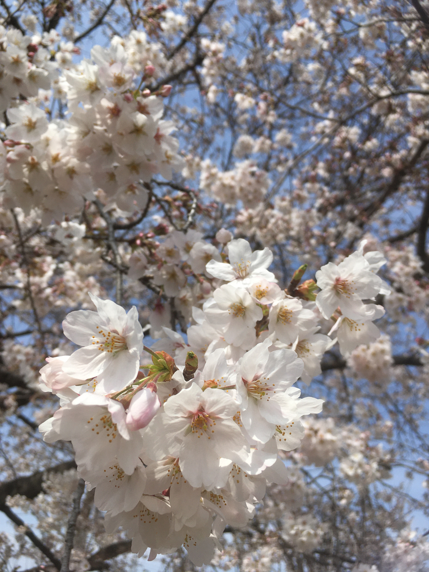 桜が満開！　#桜