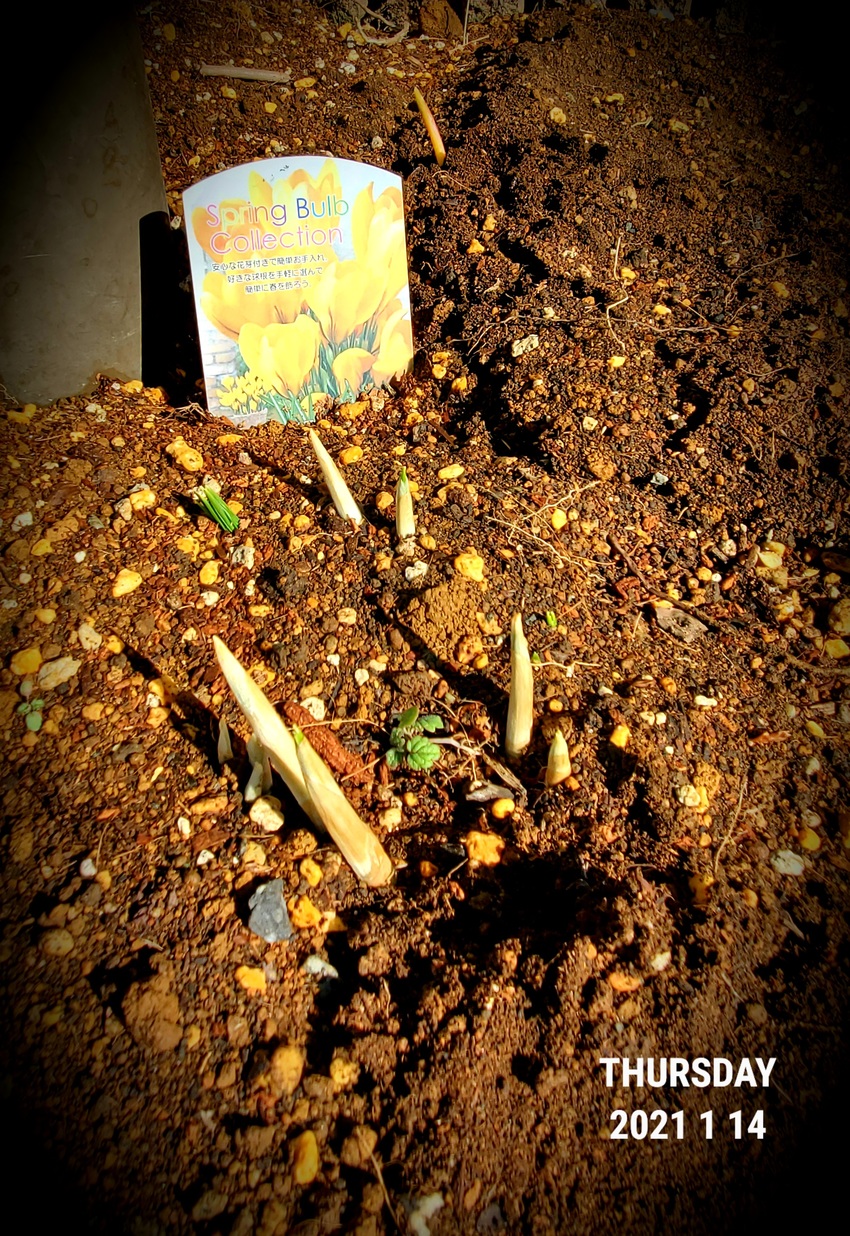 庭のチューリップの芽が出てきま...