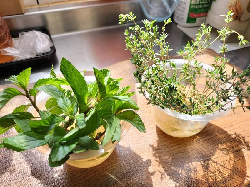 ミント と タイム 八百屋の ...