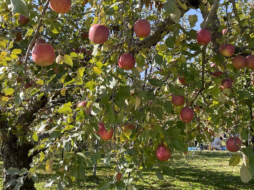 この週末はリンゴ狩り日和でした...