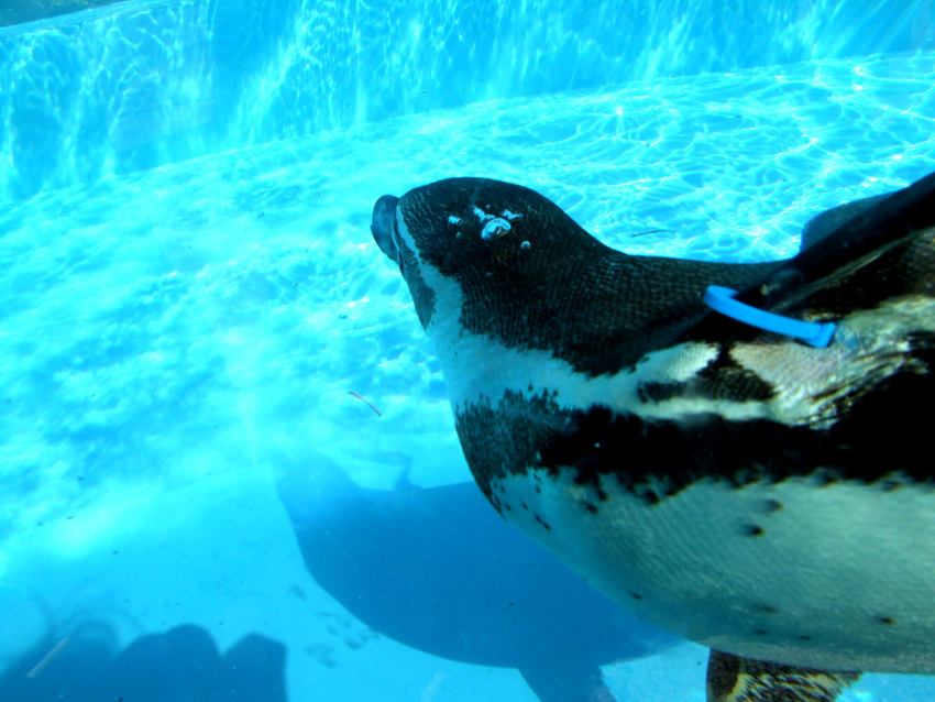 Penguins at Miyajima Aquarium