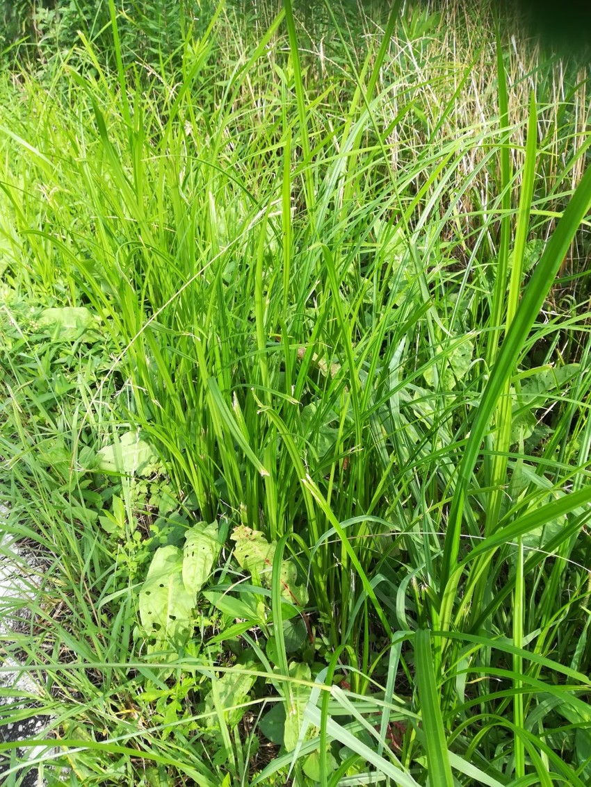 スゲ草(柔らかい部分を根を取ら...