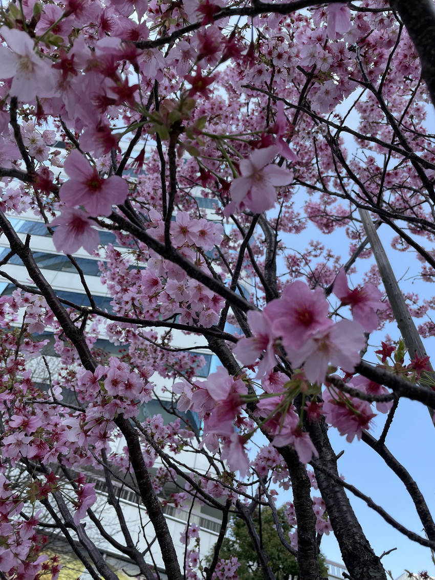 ☝️桜が、咲きました。