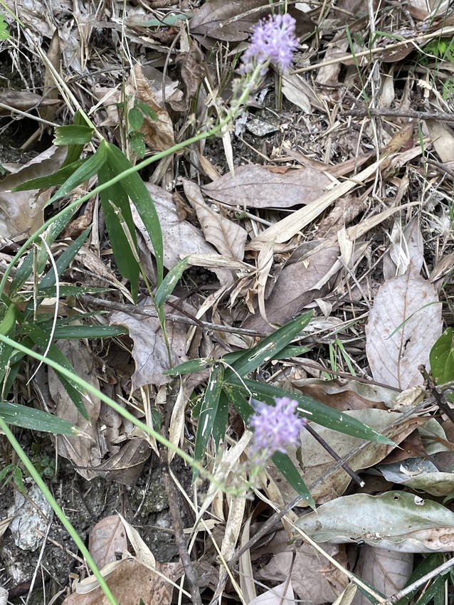 しろちゃんとのお散歩は、季節を...