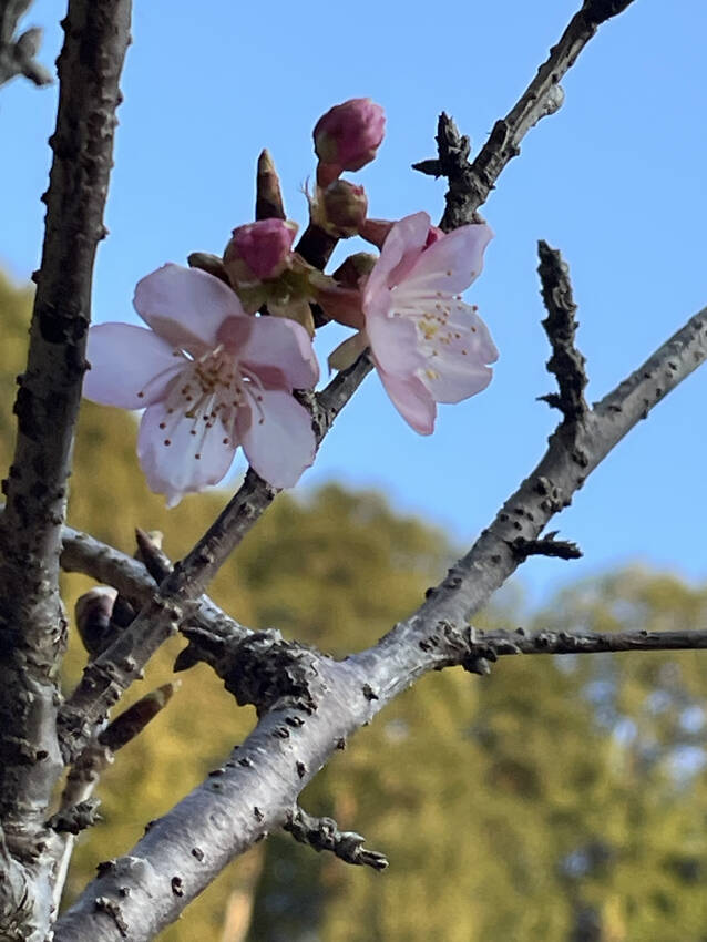 ☝️河津桜が、咲きました。