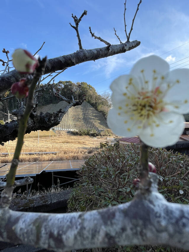 ☝️梅一輪の温かさ。