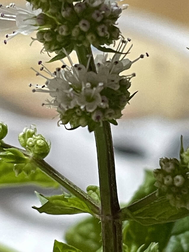 ☝️ミントのお花。