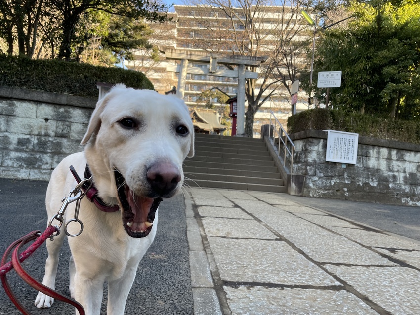 はなちゃん、あくびしている場合...