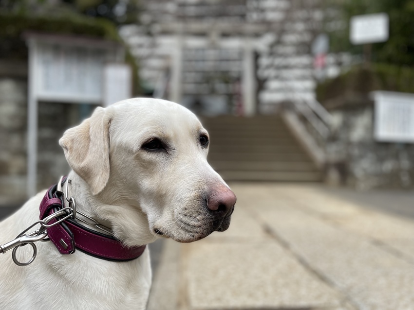 はなちゃんのご先祖さまは、どこ...