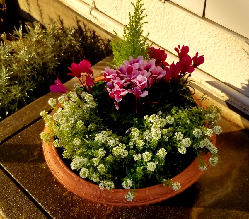 寄せ植えをしました♪