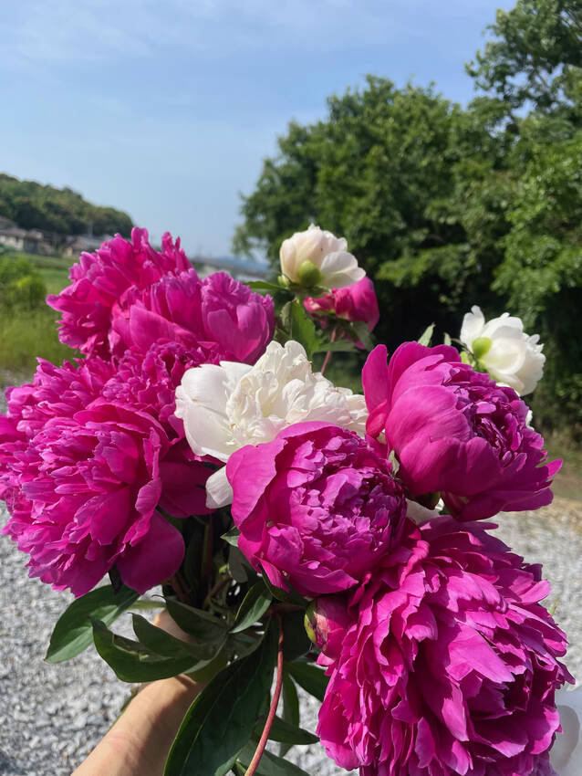 母の芍薬　お花とタネ