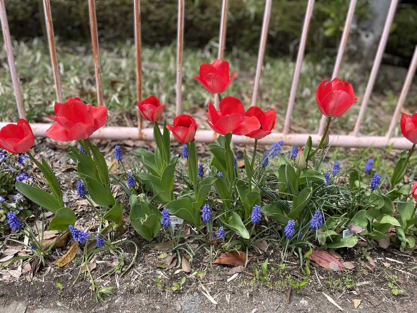 チューリップが満開🌷