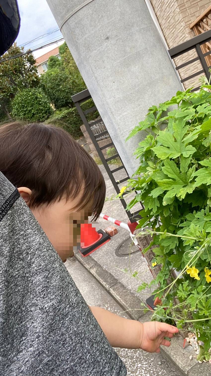 ゴーヤの葉っぱだよ ひゅるっと...