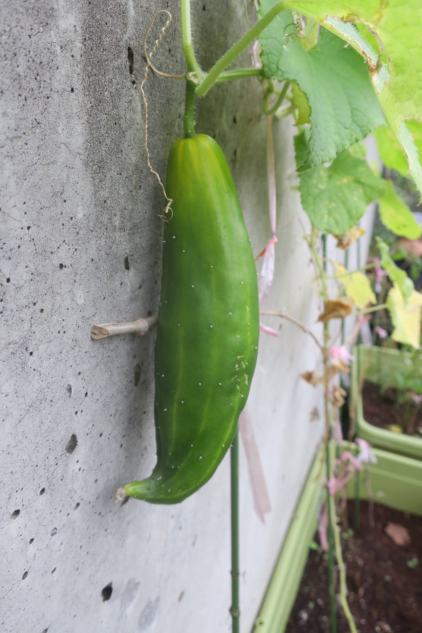 きゅうりはこんなに大きくなって...