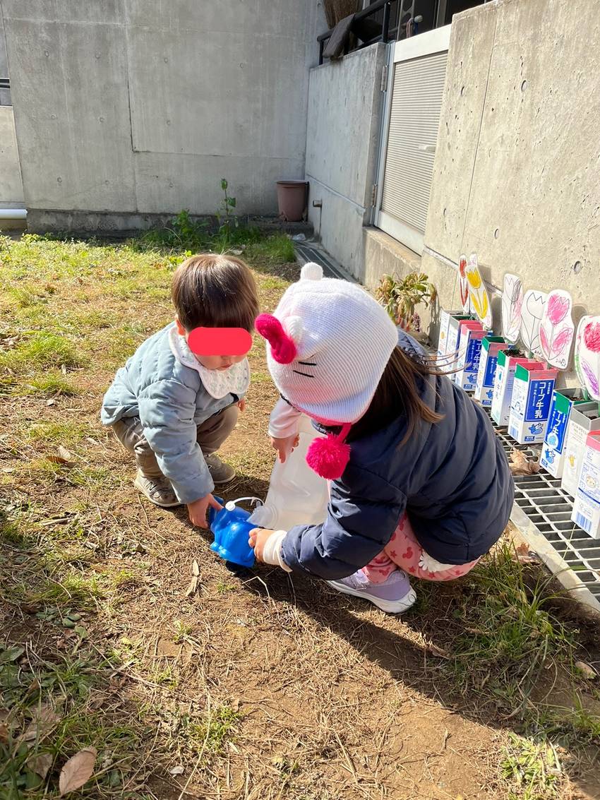 チューリップ🌷芽が出てるよ。 ...