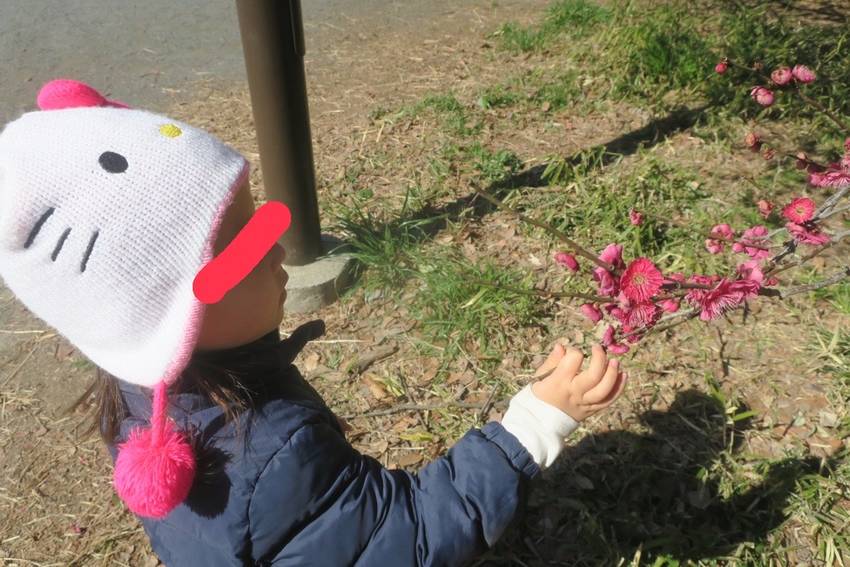梅の花発見🌺 ここの公園は梅が...
