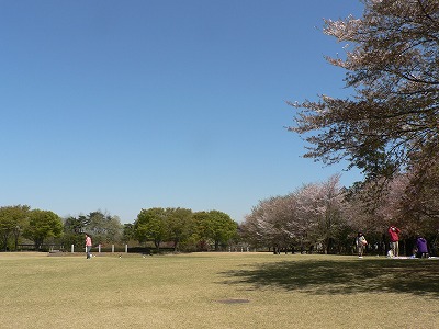 桜ひらひらの農林公園で