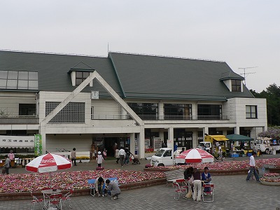 農林公園サクラソウまつり開催中