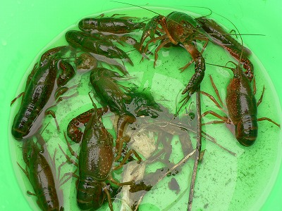 雑魚ばっかだけどザリガニ君獲っ...