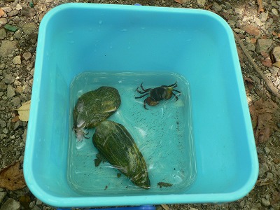 大事に飼育してた沢ガニちゃんが