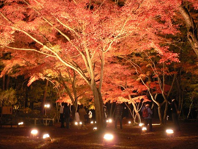 長瀞紅葉ライトアップとGet ...