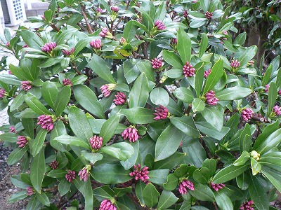 庭の沈丁花まだ咲かず